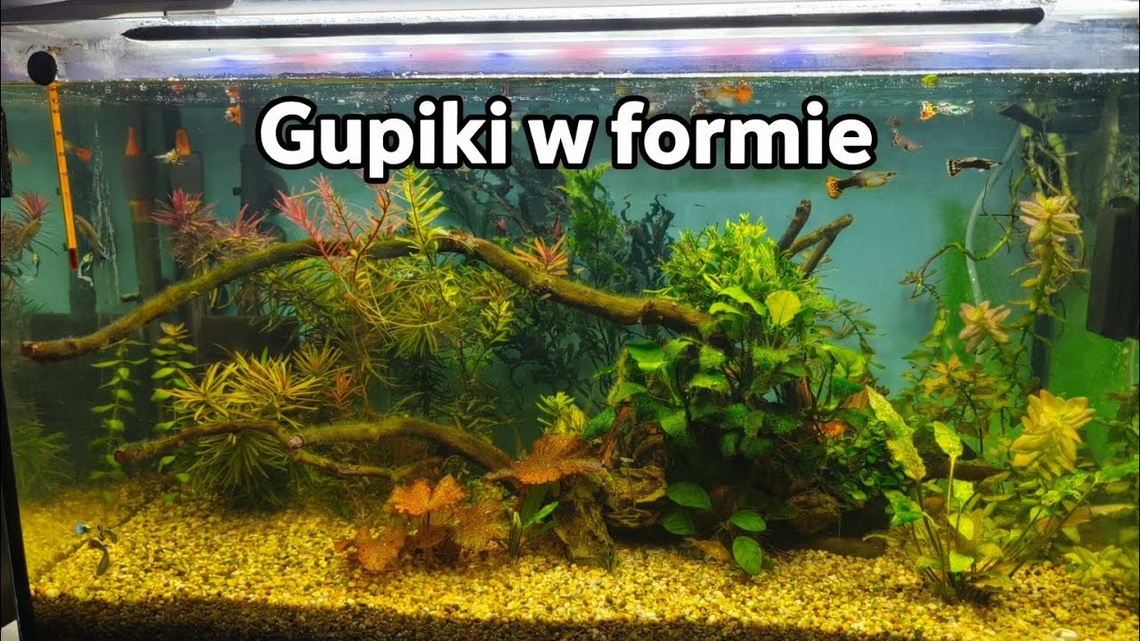 Co słychać u gupikow....