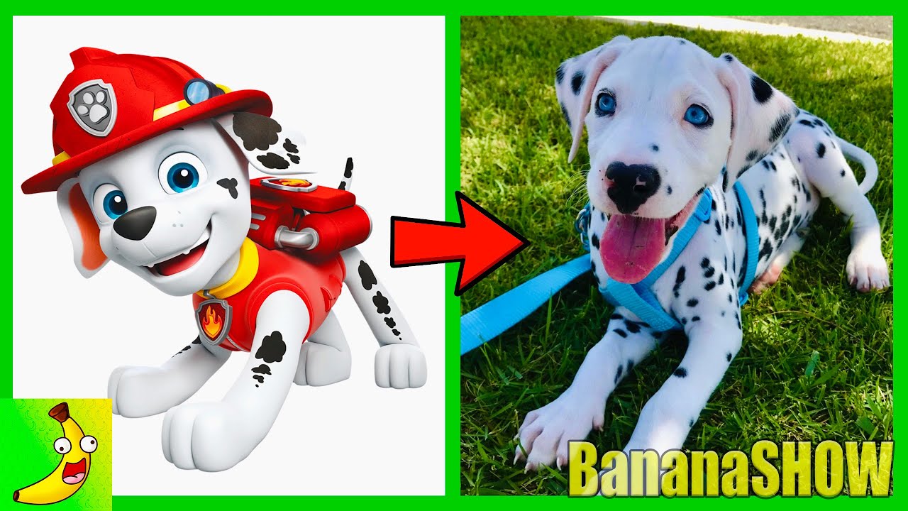 PAW PATROL Characters In Real Life 🍌 @bananashow6730