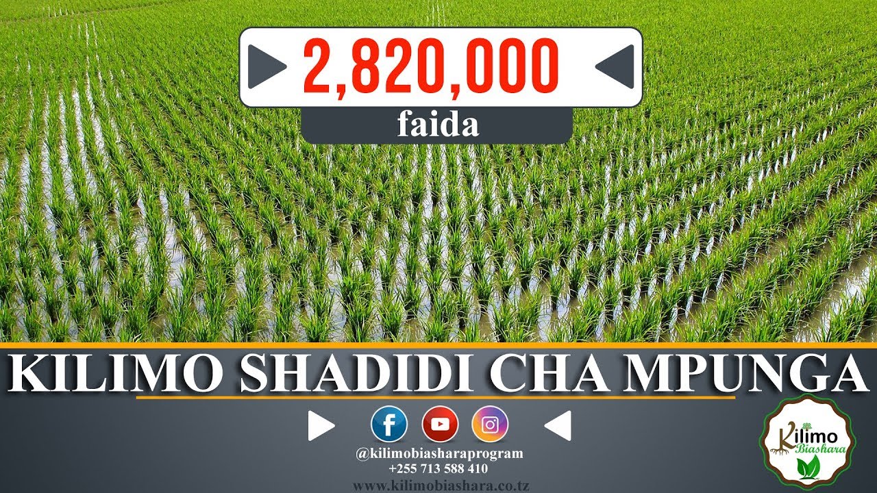 KILIMO SHADIDI CHA MPUNGA