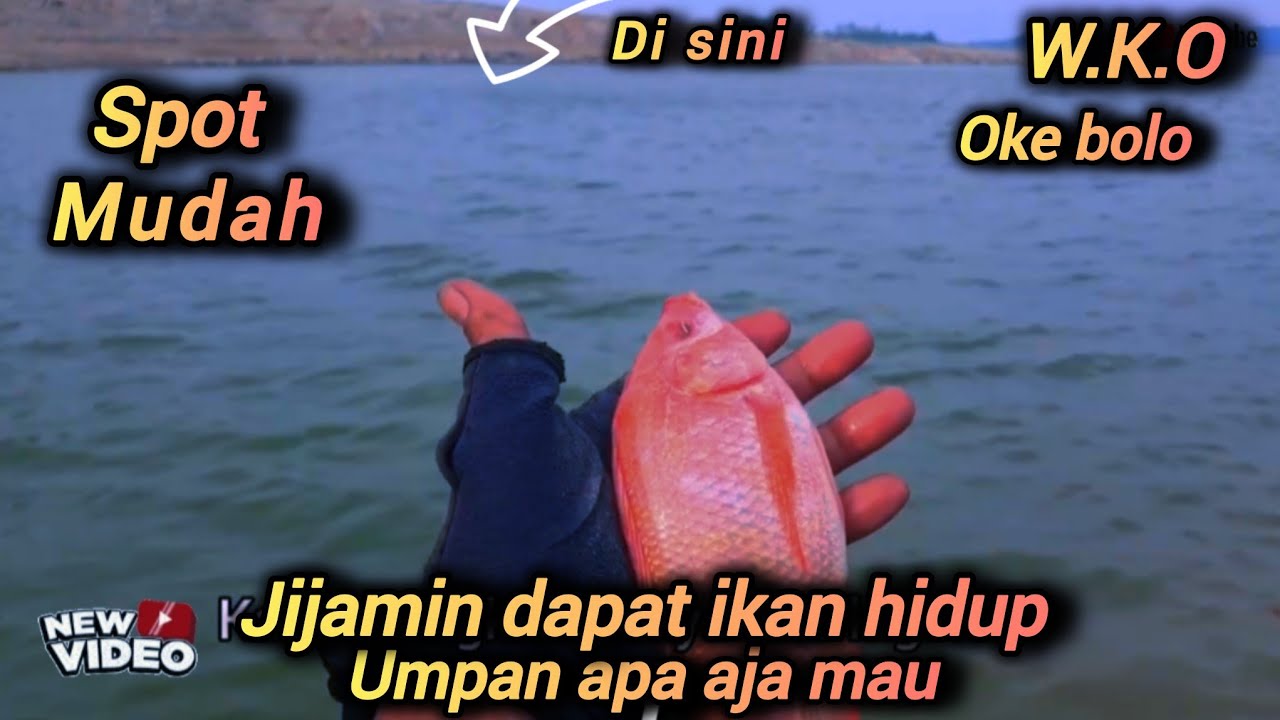 Mancing di sini gratis bolo #wkoterbaru#mancingkedungombo 