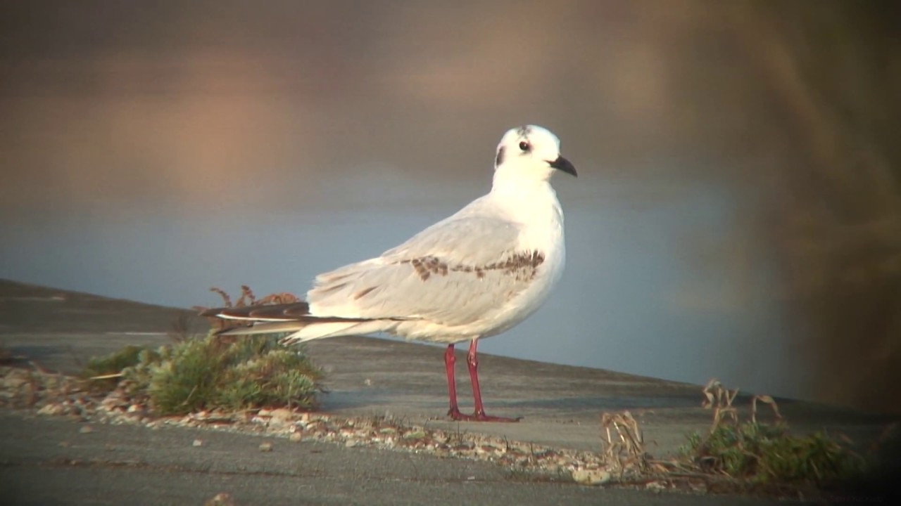 ズグロカモメ（2）冬鳥（習志野市と与那国町） - Saunders's Gull - Wild Bird - 野鳥 動画図鑑