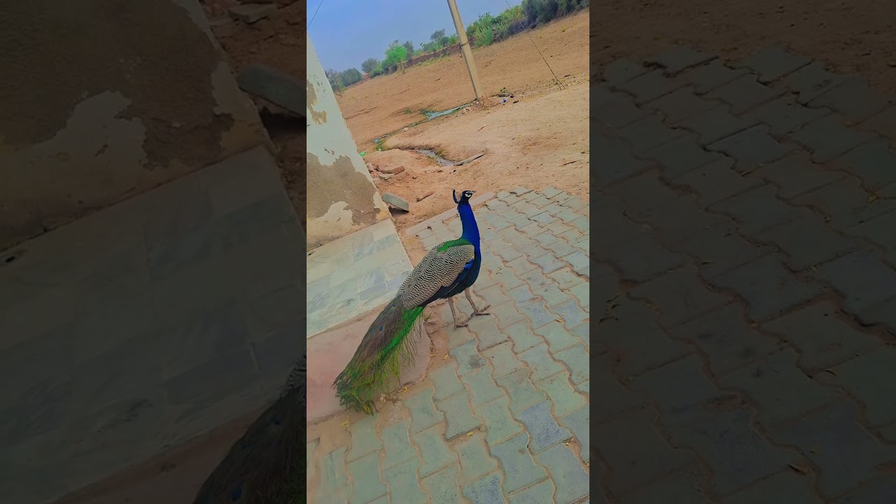 ##peacock lover #nature #beautiful bride 🦚 🦚🦚