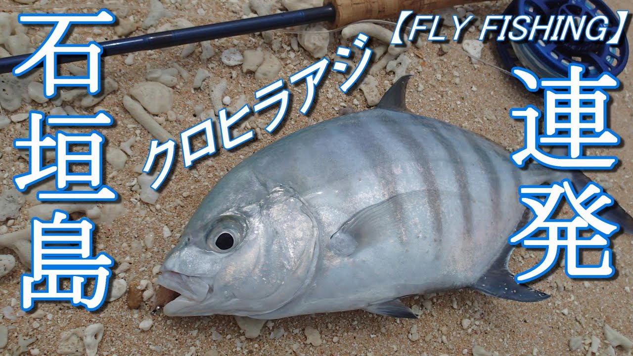 【フライフィッシング】レアなガーラをフライフィッシングで＠八重山の離島2019.04.30～05.02