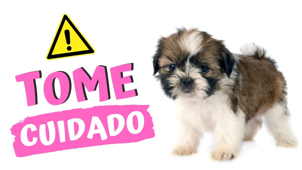 CUIDADOS QUE VOCÊ DEVE TER NA HORA DE COMPRAR UM FILHOTE DE SHIH TZU