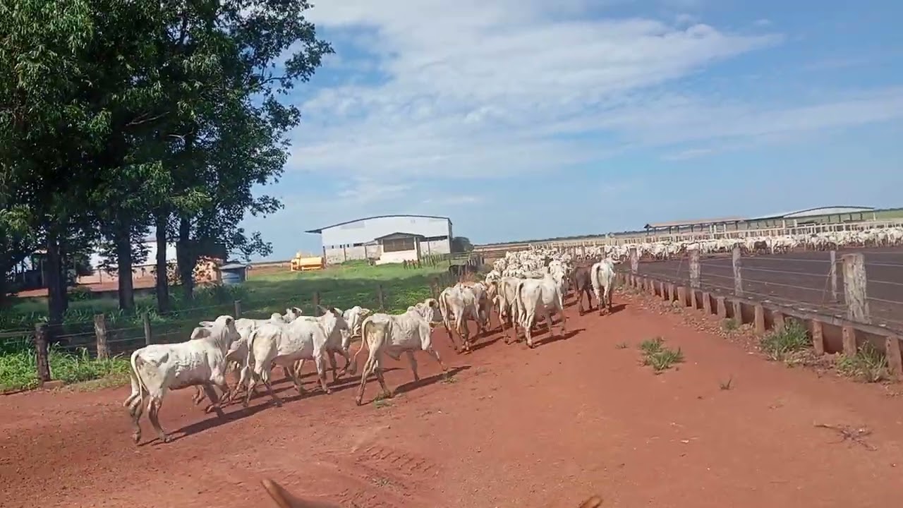 Levando a boiada para o curral @chacaracomediaselvagem6832 