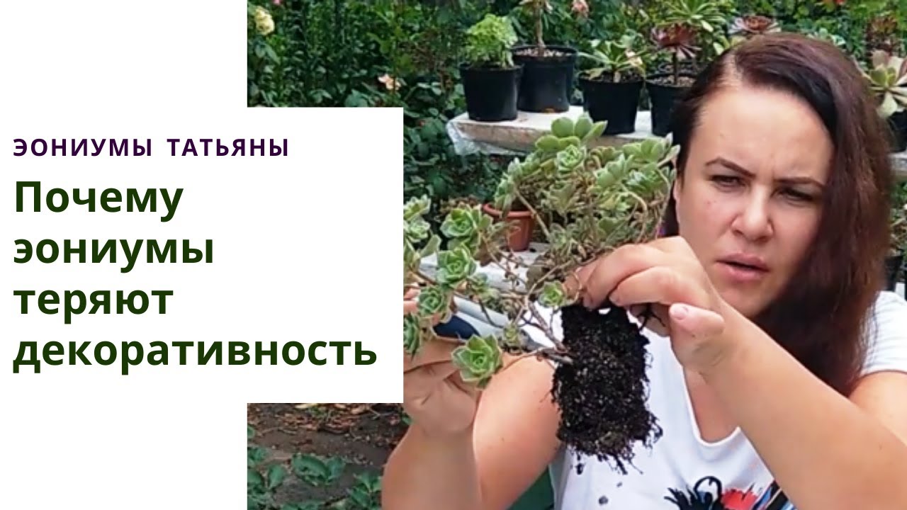 33. Что делать, когда эониумы теряют декоративность? Уход в домашних условиях