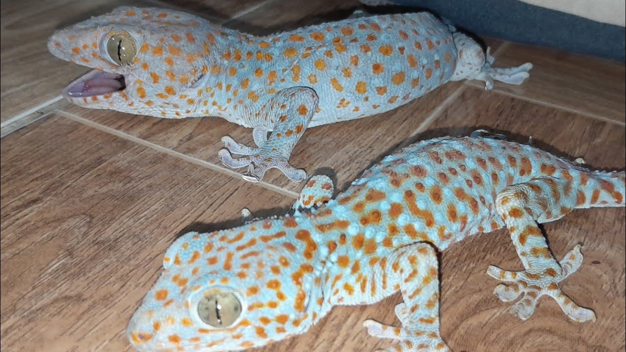 My Tin Gecko  đang phát trực tiếp!