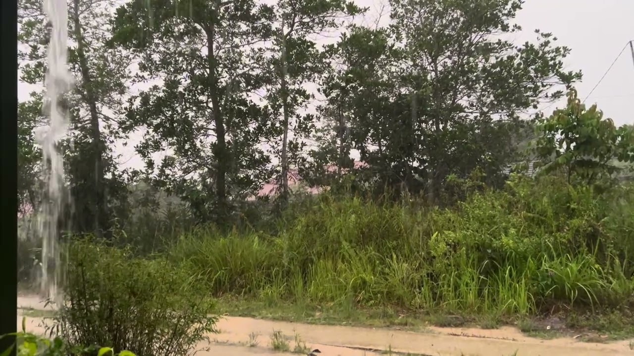Rainy moments with the scent of wet earth #villagelife #peace #relaxing #rain 