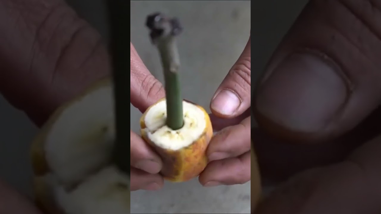 Tanam Mangga dari Stek Pakai Pisang? #diygarden #berkebundirumah