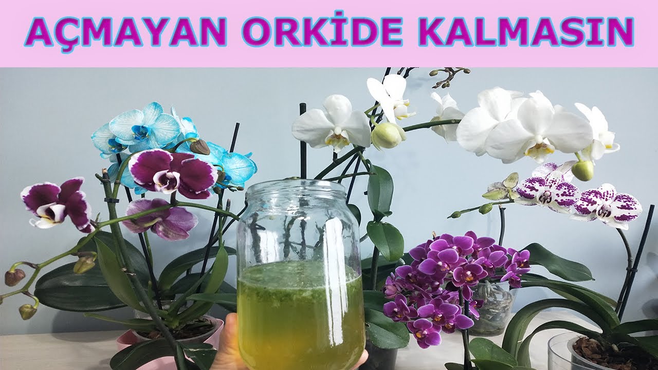 ALOE VERA İLE AÇMAYAN ORKİDE KALMASIN, ORKİDE İÇİN MÜTHİŞ ETKİLİ BİTKİ BESİNİ, ORKİDE COŞTURAN BESİN