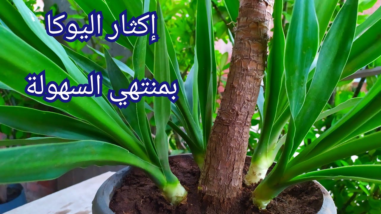 اسهل طرق إكثار نبات اليوكا Yucca
