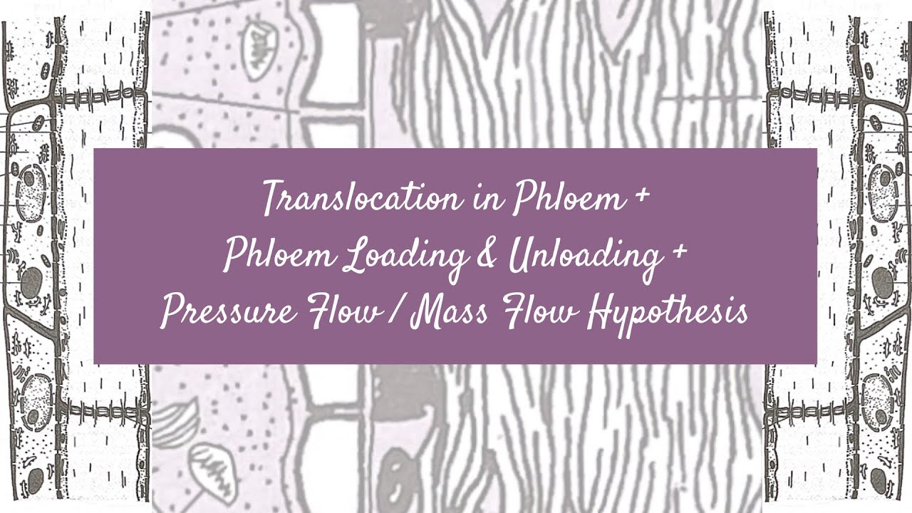 Translocation in Phloem, Phloem Loading & Unloading + Pressure Flow/Mass Flow Hypothesis (Pre-U Bio)