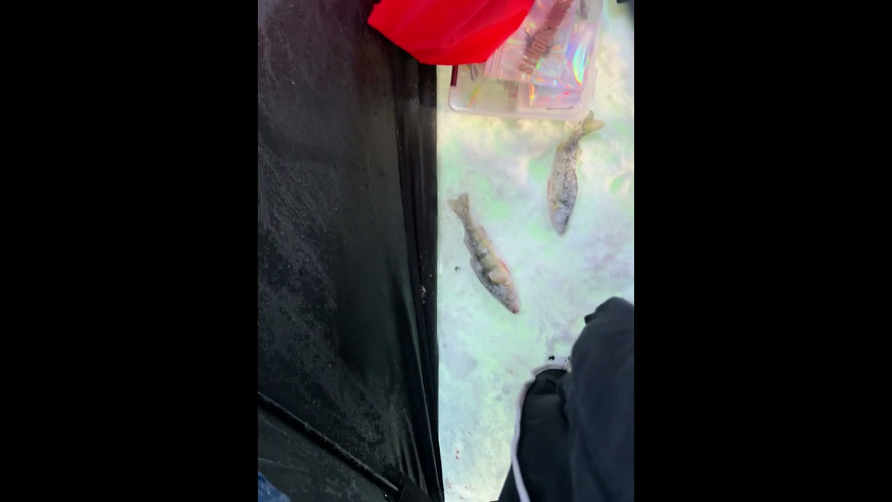 Ice fishing cooks bay 2026 