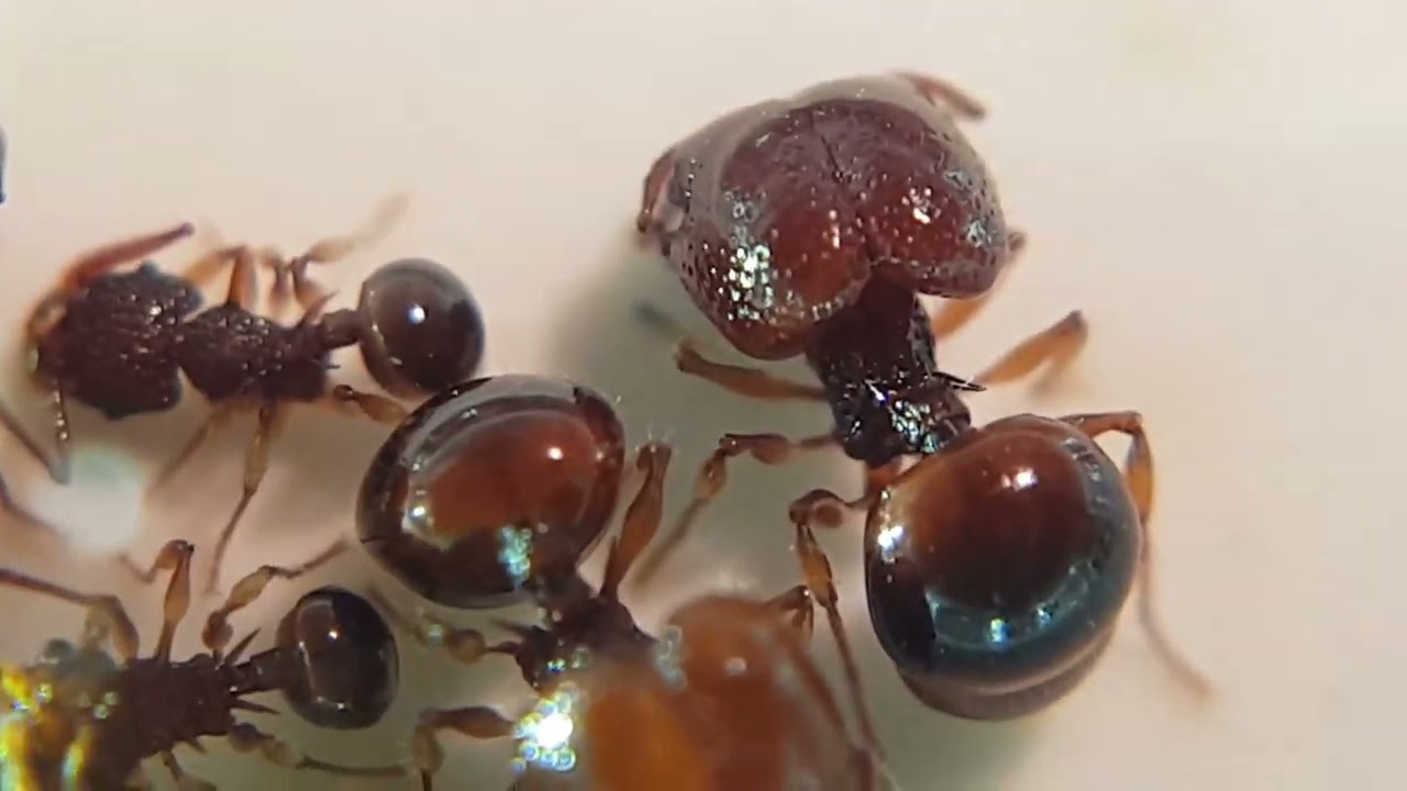 Acanthomyrmex thailandensis macro (муравей гном)