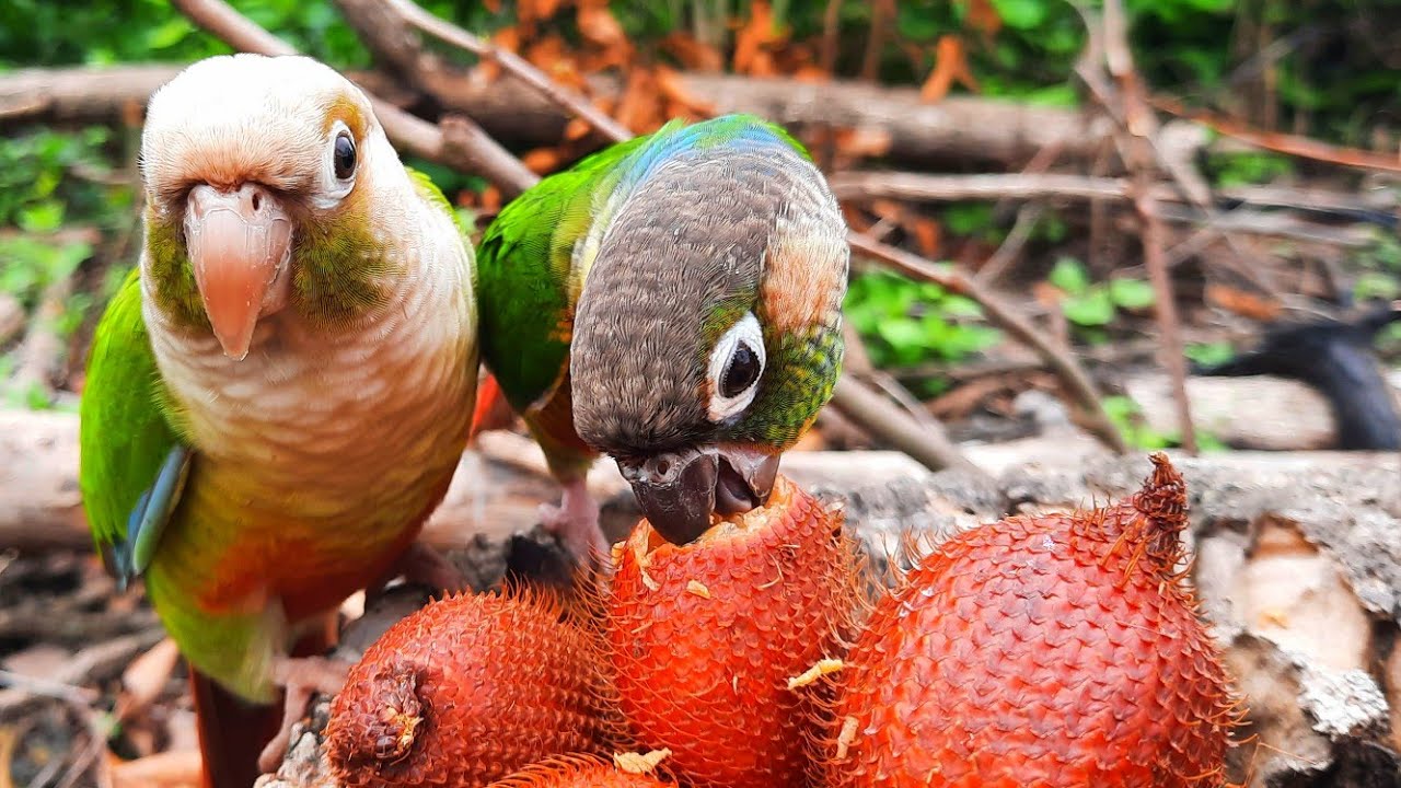 Conure Bird Sounds in the forest | green cheek conure parrot eating Salak Fruit so happy