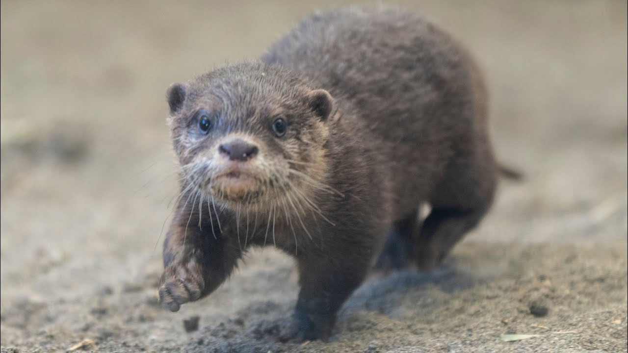 Baby Bao is on the move (and very fast)!