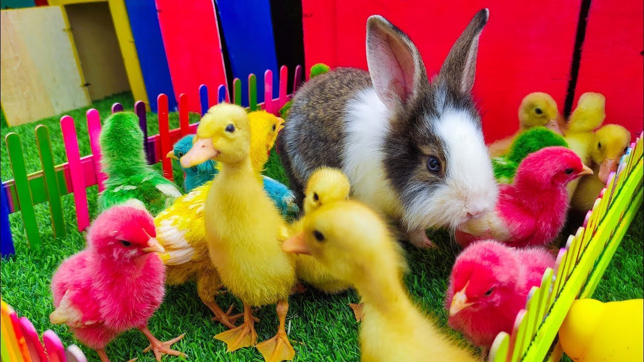 Ayam Lucu, ayam warna warni, ayam rainbow, kelinci lucu, bebek lucu, ikan koi, Hewan Lucu