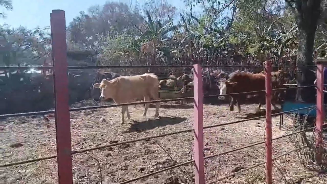 En el rancho más fuimos a pagar un incendio 🐄🌳👩🏻‍🚒￼￼