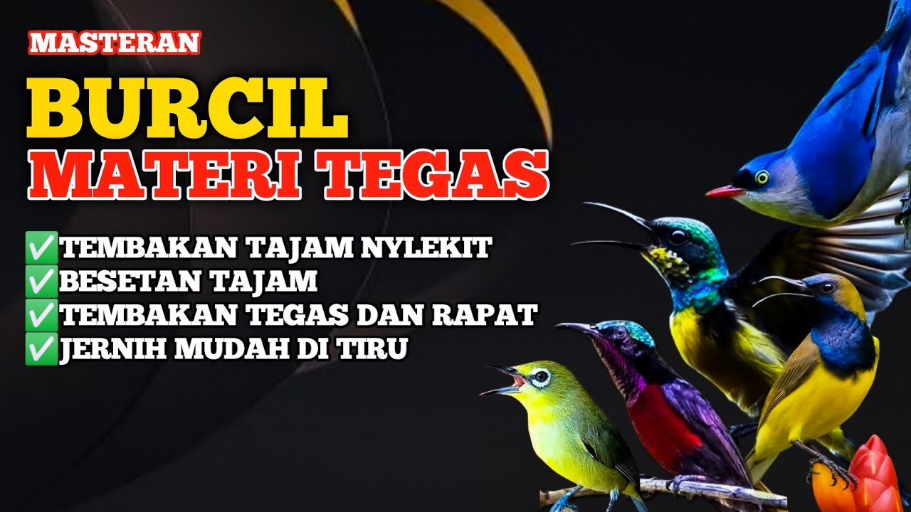 2 jam Masteran Burcil Materi Tegas – Suara Tajam, Jernih & Mudah Ditiru