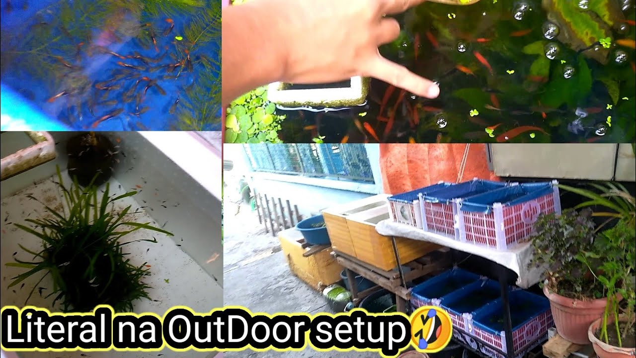 molly & guppy setup sa gilid ng kalsada XD