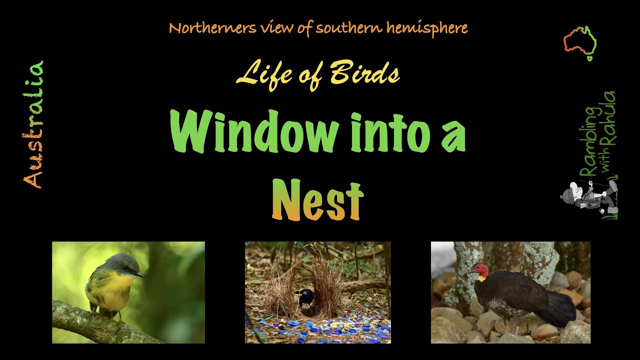 Window into a Nest | Wet Season in Queensland | Life of Birds | 4K
