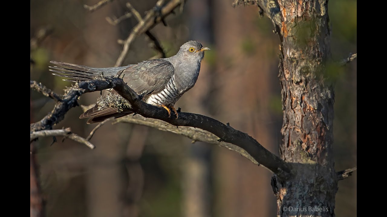 Gegutė (Cuculus canorus)