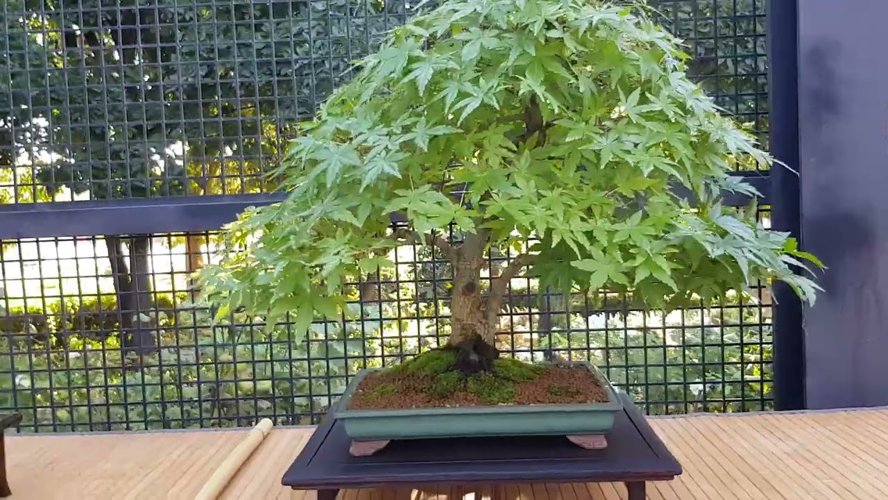 Exposición de socios de Bonsai y Suiseki Club amigos del bonsai de Parla