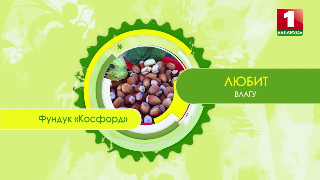 Особенности европейских сортов фундука в сюжете передачи 