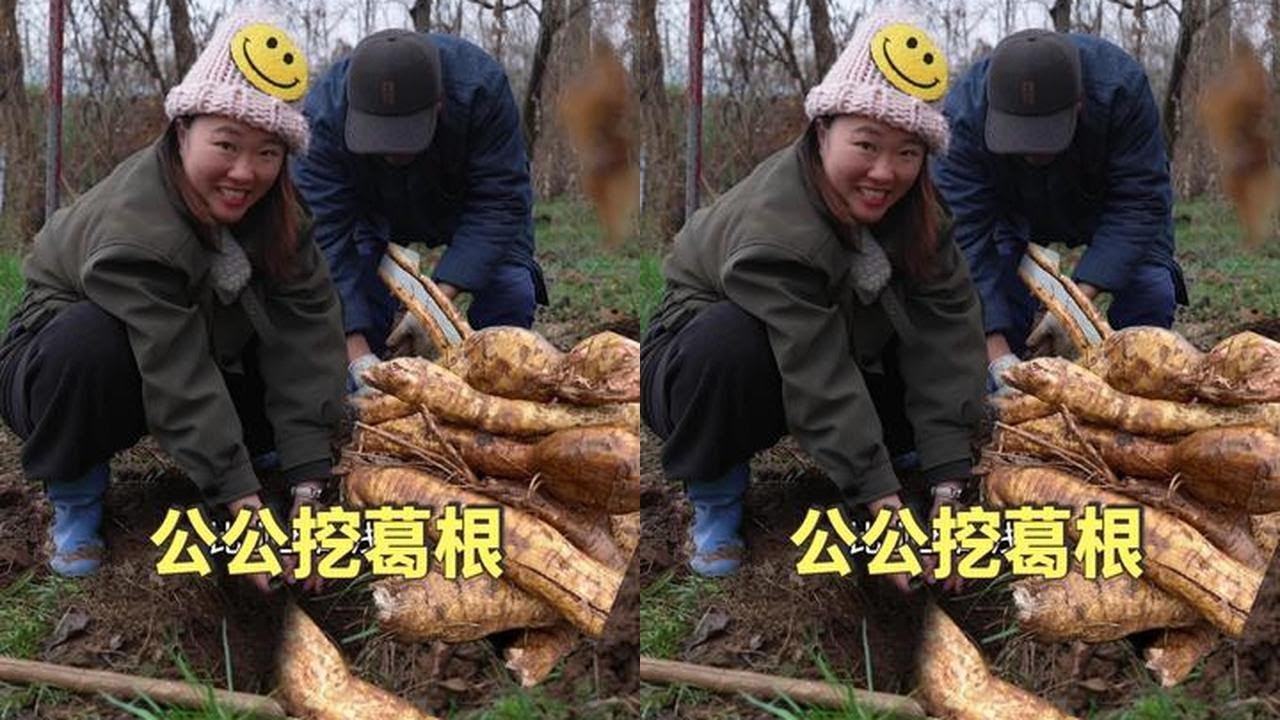 農村公公閒不住，頂著小雨去挖葛根，忙活了倆小時，看看收穫如何 #農村生活 #農村美食 #food #農村 #vlog