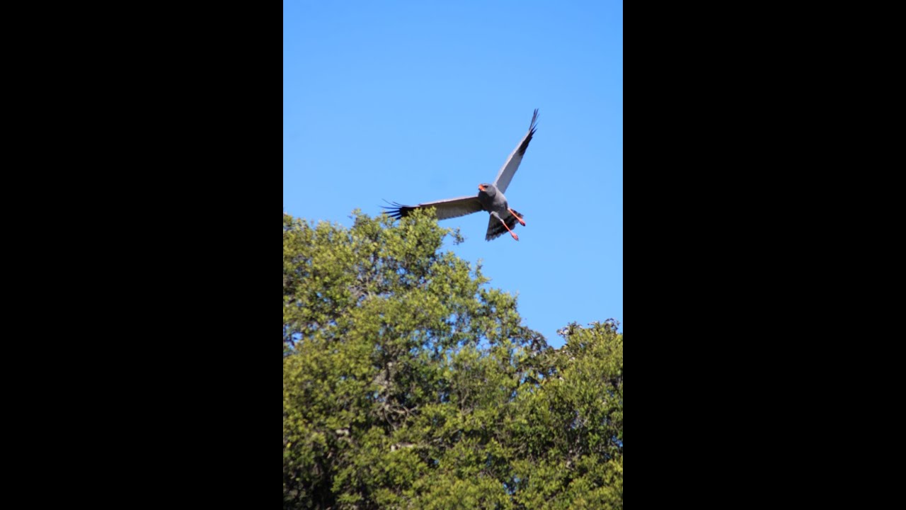 FGASA Bird Guide Course 2020
