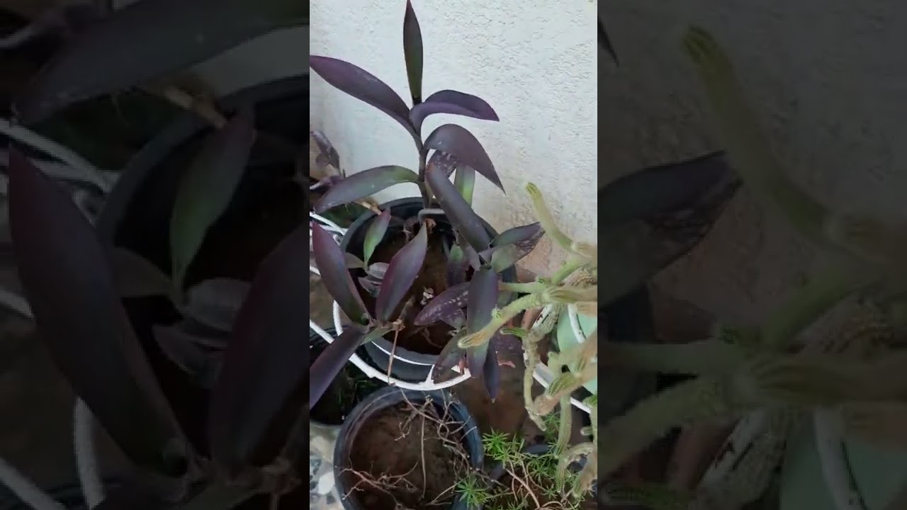 نبات المكحلة ، طريقة الاعتناء وطريقة التكاثر 🌹🌹🌹