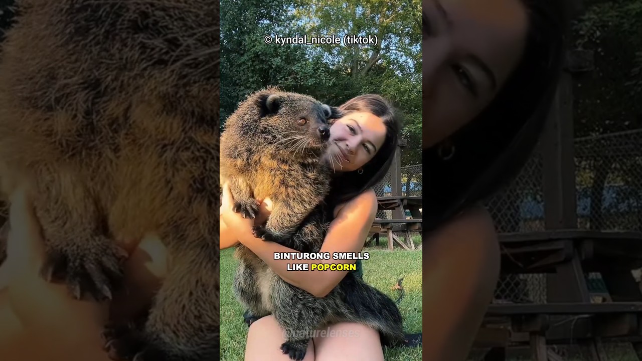 This Animal Smells Like Popcorn!