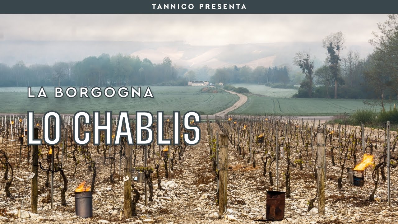 Il vino di Chablis | Tannico Flying School