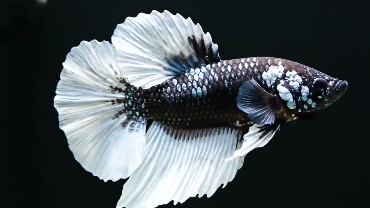 High Contrast Betta Fish 4K 🐠 The Most Relaxing Screensaver