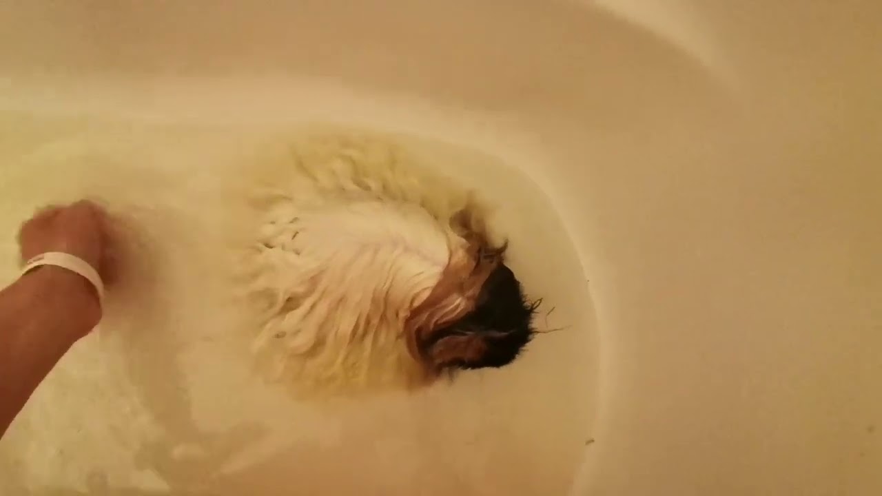 Stříháme a koupeme Muchláčka - 2.díl koupání