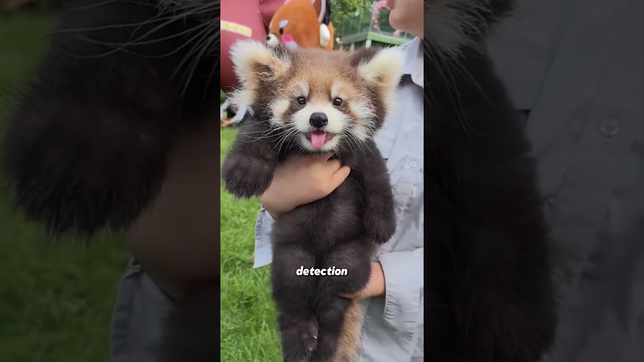 Красная панда 💕💕✨ #жизньживотных #фотоживотных #дикаяприрода #шорты #вирусныешорты #мило