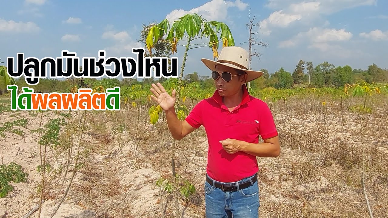 EP:29 ปลูกมันสำปะหลังช่วงไหนดี#cassava #มันสำปะหลัง