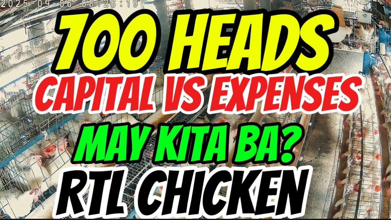 THE ULTIMATE BEGINNER’s GUIDE EP. 11:  MAGKANO CAPITAL, EXPENSES AT KITA SA 700 HEADS RTL CHICKEN?