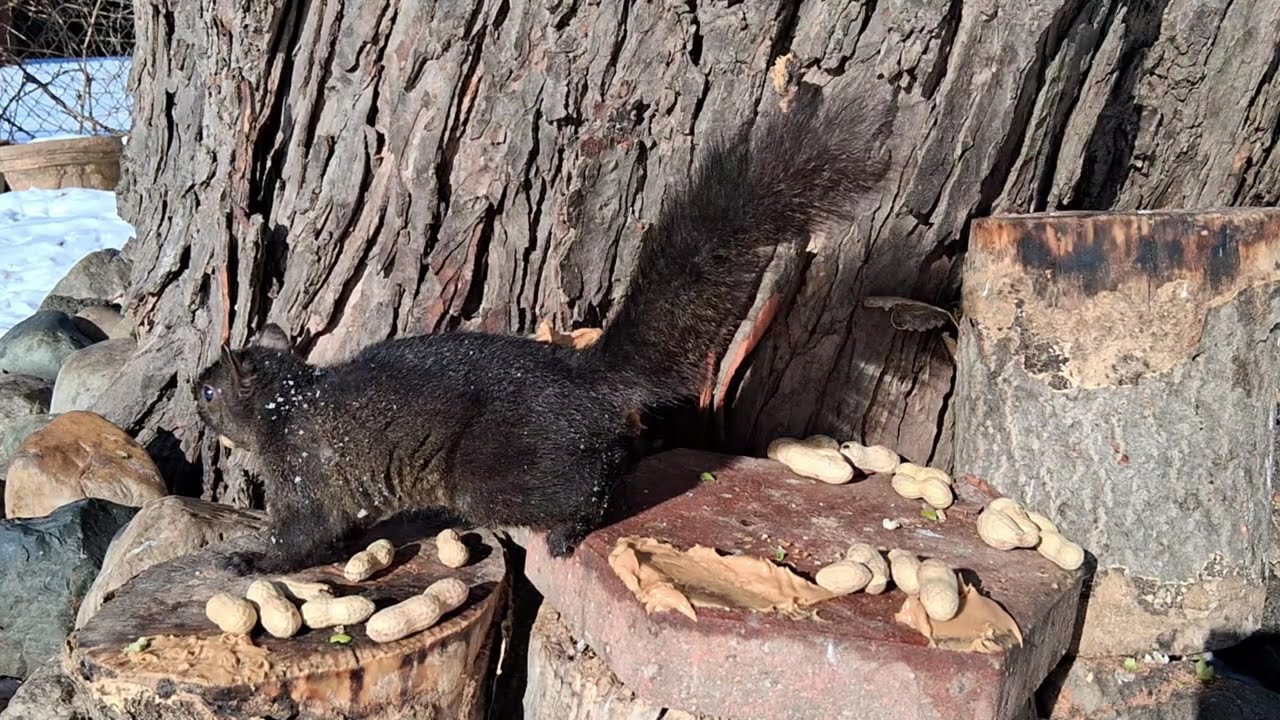 Starlings Squirrels & Airplane Sounds Enjoy #winterbirds  #squirrel
