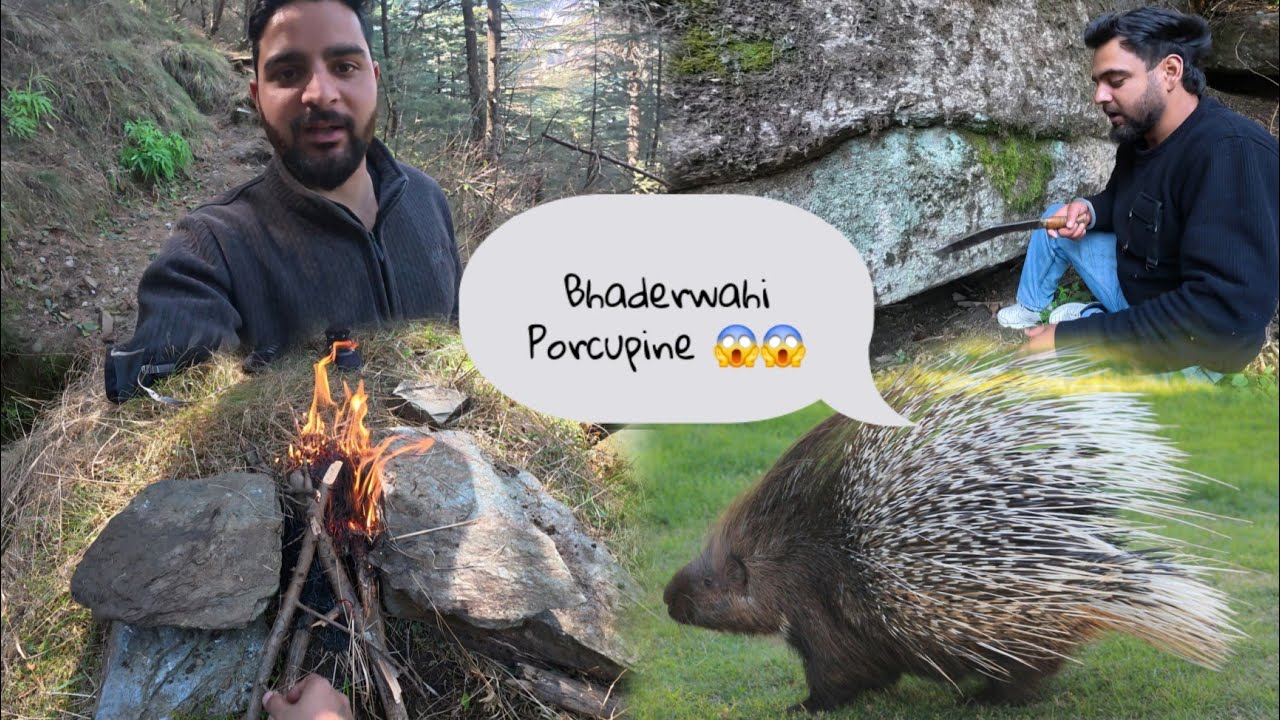 Jungle ma mila bhaderwahi Porcupine 😱😱😱 #bhaderwah #suneetaryan #mountains 
