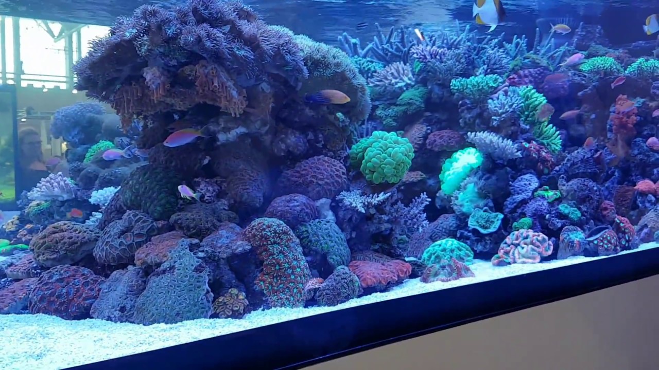 Best Exhibition Reef Aquarium Interzoo 2016 HD