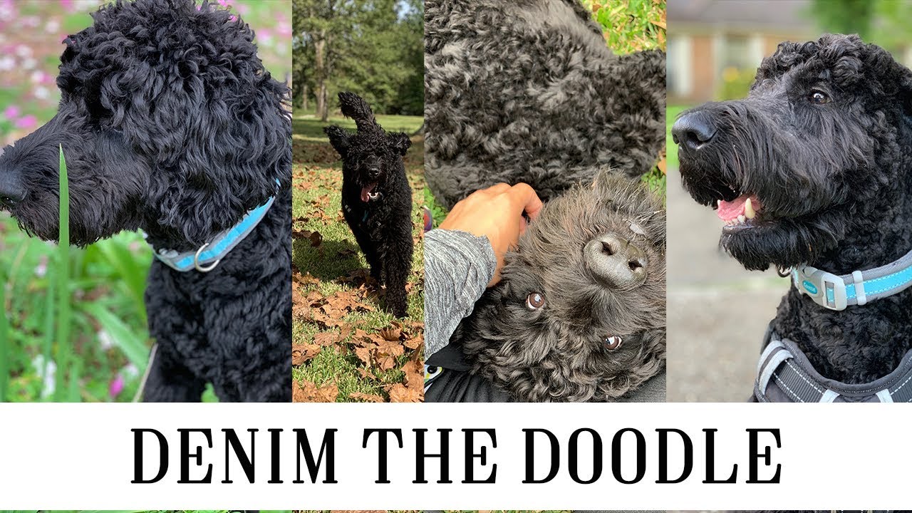 Goldendoodle Update: Denim the Doodle