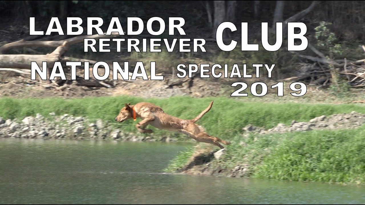 LABRADOR RETRIEVER CLUB NATIONAL SPECIALTY 2019