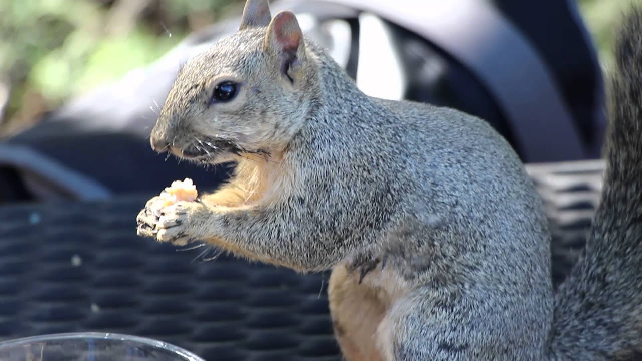 Squirrel Munching on Oatmal