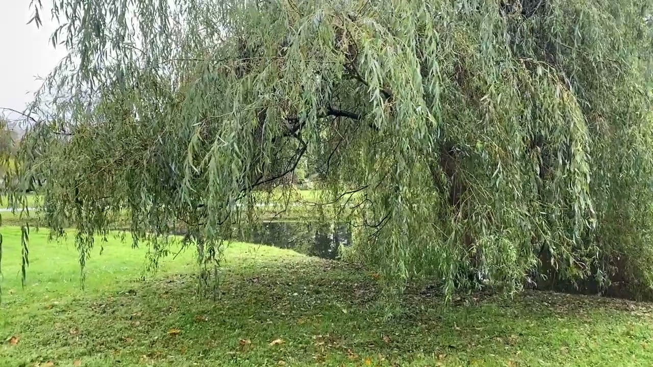 34.Arcadia Park in Latvia. Nature classroom Arkādija parks. Dabas kabinets, kā dziednieciska telpa.