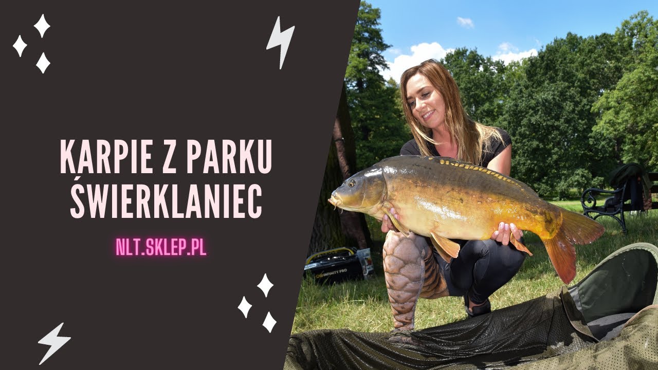 Karpie z parku Świerklaniec - NLT.SKLEP.PL