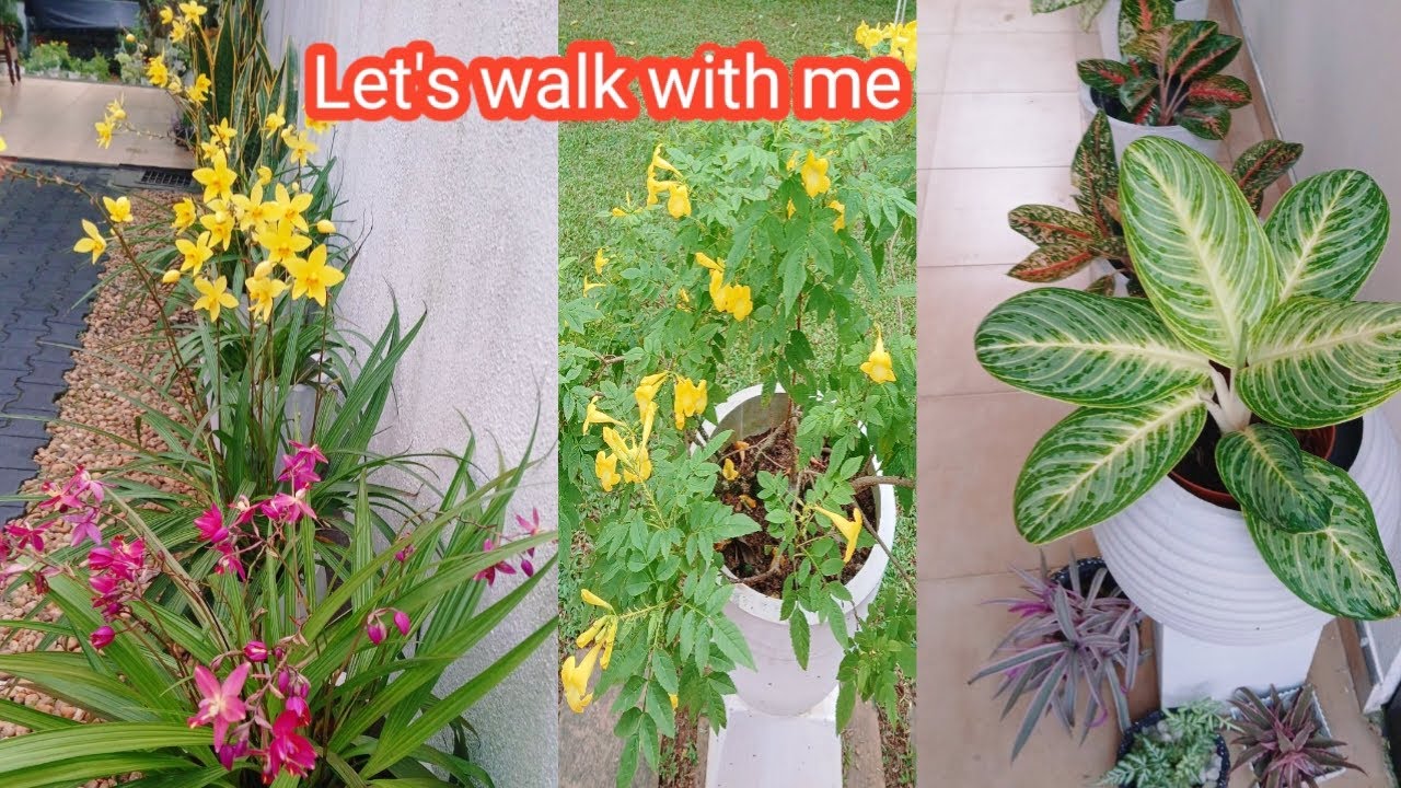 Let's walk with me (අදත් ඇවිද යමු මා එක්ක)