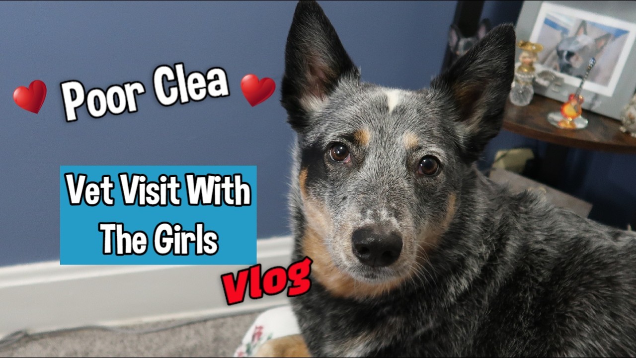 Fun & Concerning Vet Visit With The Girls