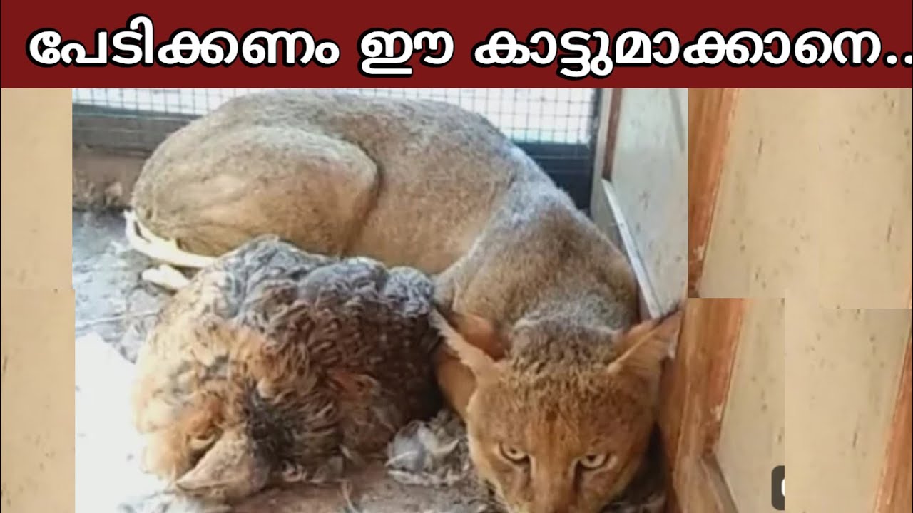 പേടിക്കണം ഈ കാട്ടുമാക്കാനെ, അപകടകാരിയായ ഇവനെ വീടിന്റെ പരിസരത്തു കണ്ടാൽ | Kattu poocha | Wild cat