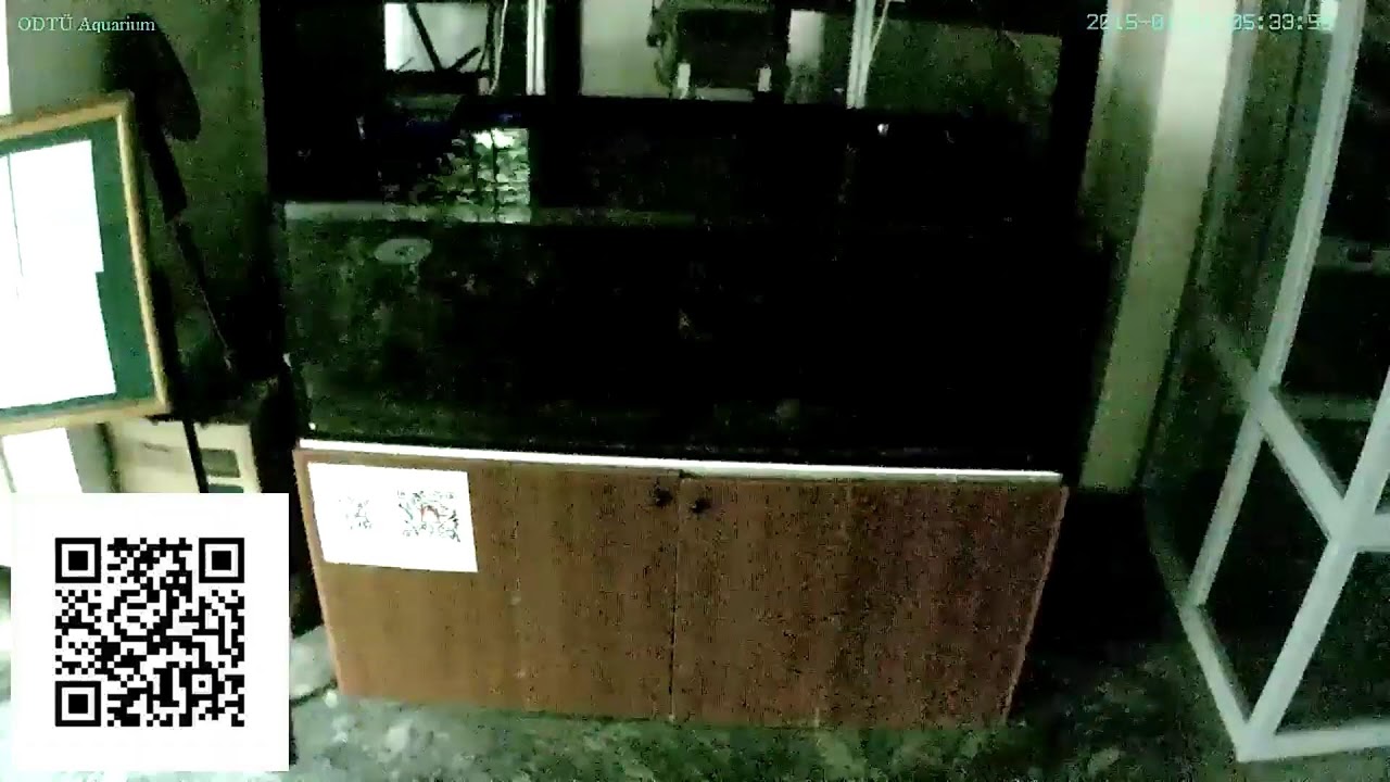 Reef Tank Live